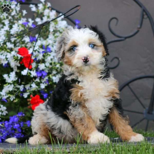 Wonder, Mini Bernedoodle Puppy