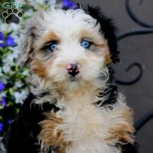 Wonder, Mini Bernedoodle Puppy