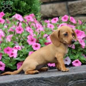 Wonder, Dachshund Puppy