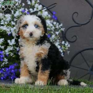 Wonder, Mini Bernedoodle Puppy