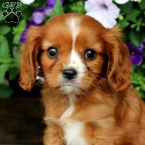 Wonder, Cavalier King Charles Spaniel Puppy