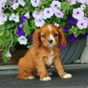 Wonder, Cavalier King Charles Spaniel Puppy