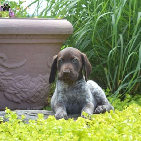 Woody, German Shorthaired Pointer Puppy