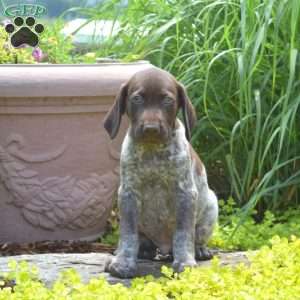 Woody, German Shorthaired Pointer Puppy