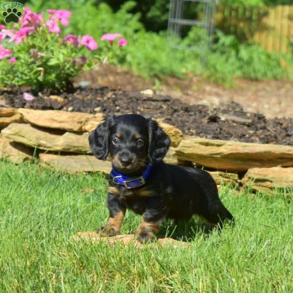 Wrangler, Dachshund Puppy