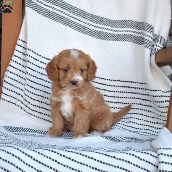 Wrangler, Cavapoo Puppy