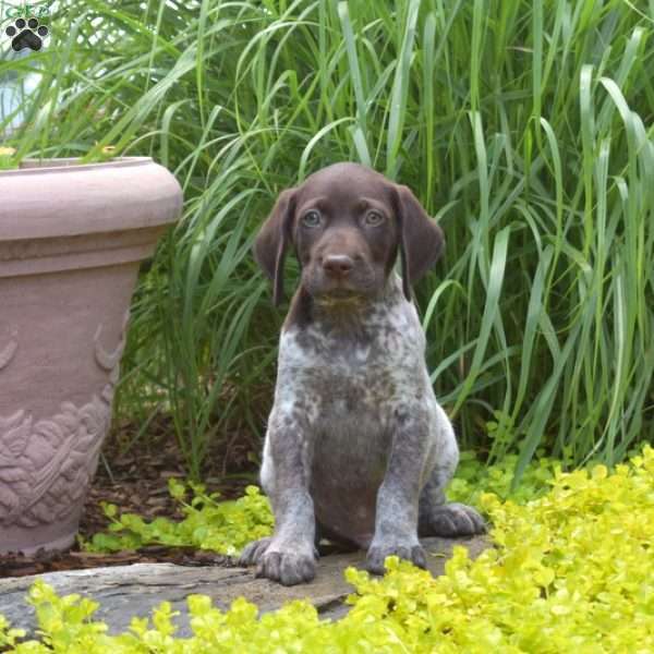 Wrangler, German Shorthaired Pointer Puppy