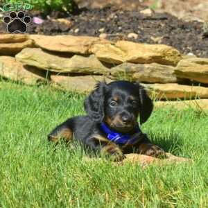 Wrangler, Dachshund Puppy