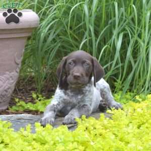 Wrangler, German Shorthaired Pointer Puppy