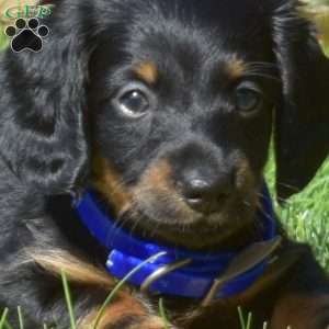 Wrangler, Dachshund Puppy