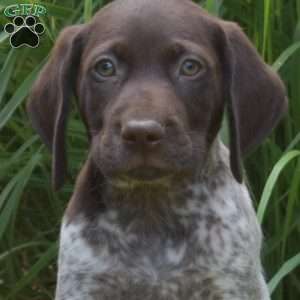 Wrangler, German Shorthaired Pointer Puppy