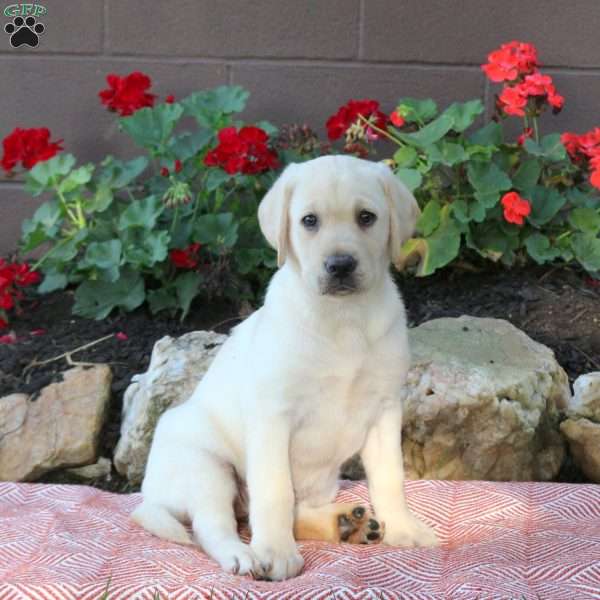 Wren, Yellow Labrador Retriever Puppy
