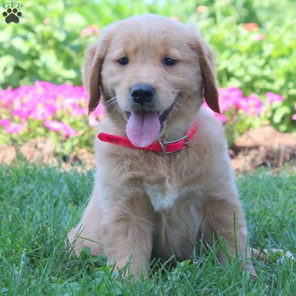 Wren, Golden Retriever Puppy