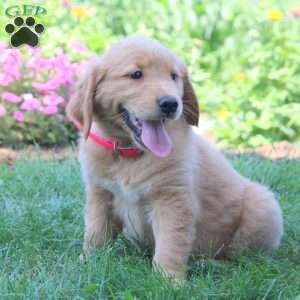 Wren, Golden Retriever Puppy