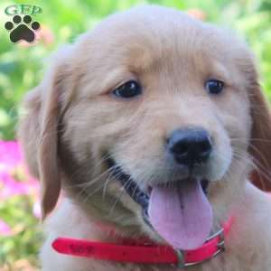 Wren, Golden Retriever Puppy