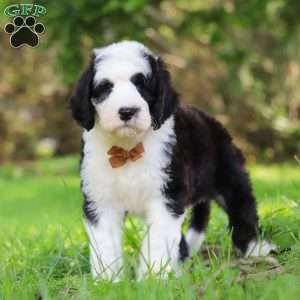 Wyatt, Sheepadoodle Puppy