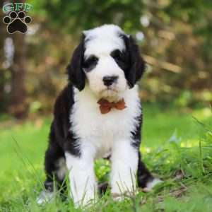 Wyatt, Sheepadoodle Puppy