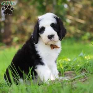 Wyatt, Sheepadoodle Puppy
