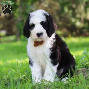 Wyatt, Sheepadoodle Puppy