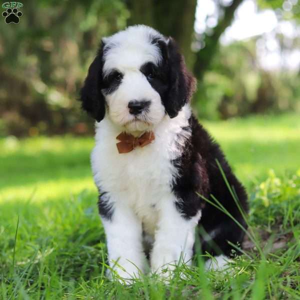 Wyatt, Sheepadoodle Puppy