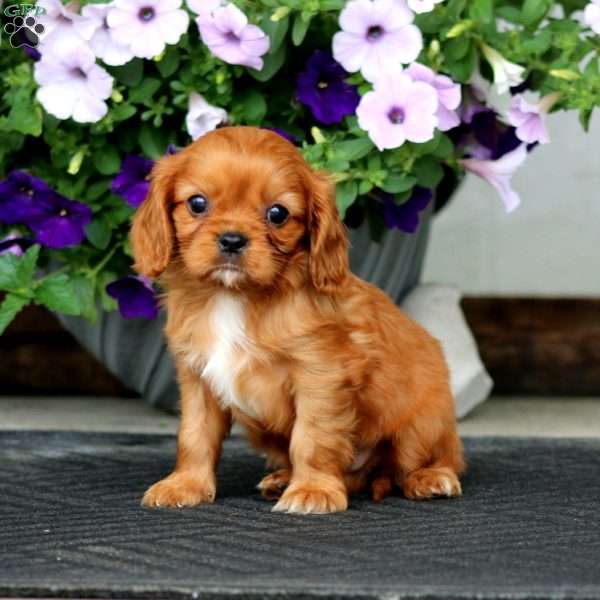 Wyatt, Cavalier King Charles Spaniel Puppy