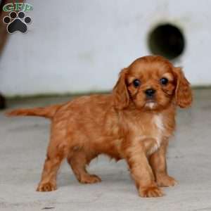 Wyatt, Cavalier King Charles Spaniel Puppy