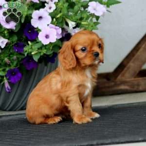 Wyatt, Cavalier King Charles Spaniel Puppy