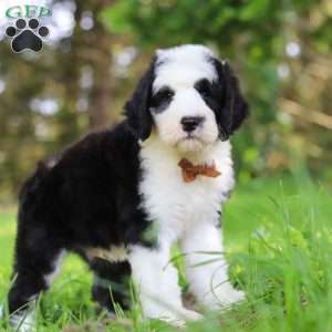 Wyatt, Sheepadoodle Puppy