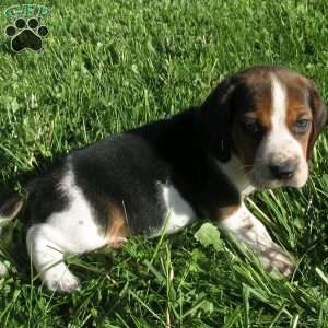Wyetta, Beagle Mix Puppy