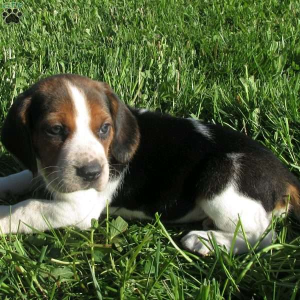 Wyetta, Beagle Mix Puppy