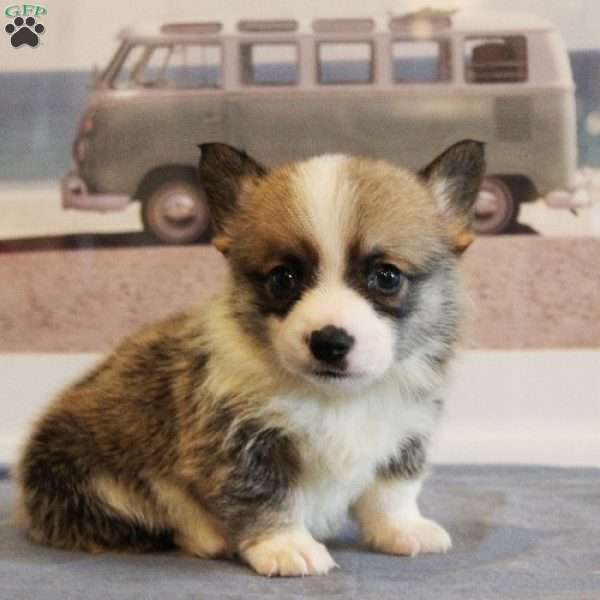 Starburst, Pembroke Welsh Corgi Puppy