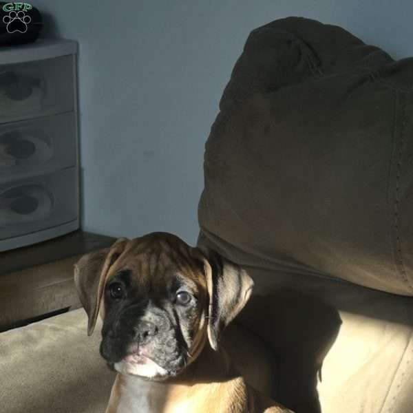 Zues, Boxer Puppy