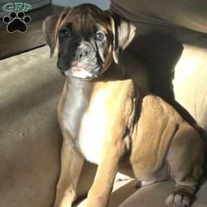 Zues, Boxer Puppy