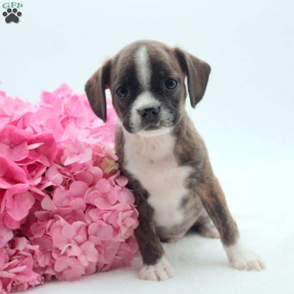 Zach, Boston Terrier Mix Puppy