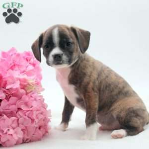 Zach, Boston Terrier Mix Puppy