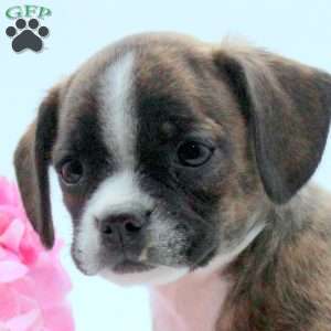 Zach, Boston Terrier Mix Puppy