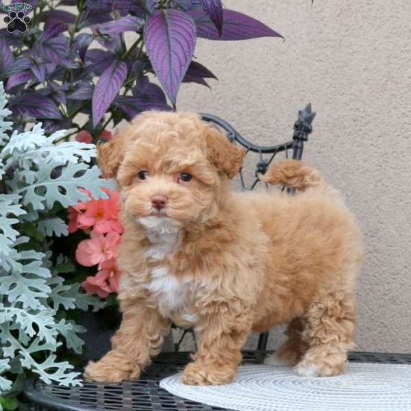 Zelda, Bich-Poo Puppy