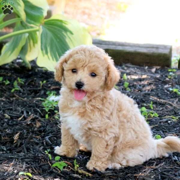 Zia, Bich-Poo Puppy