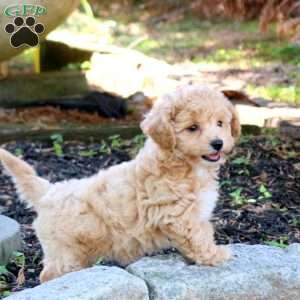 Zia, Bich-Poo Puppy