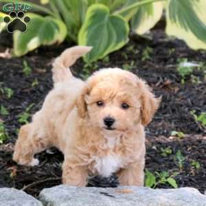 Zia, Bich-Poo Puppy