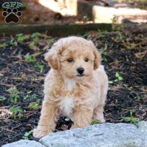Zia, Bich-Poo Puppy