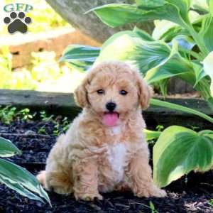 Zia, Bich-Poo Puppy