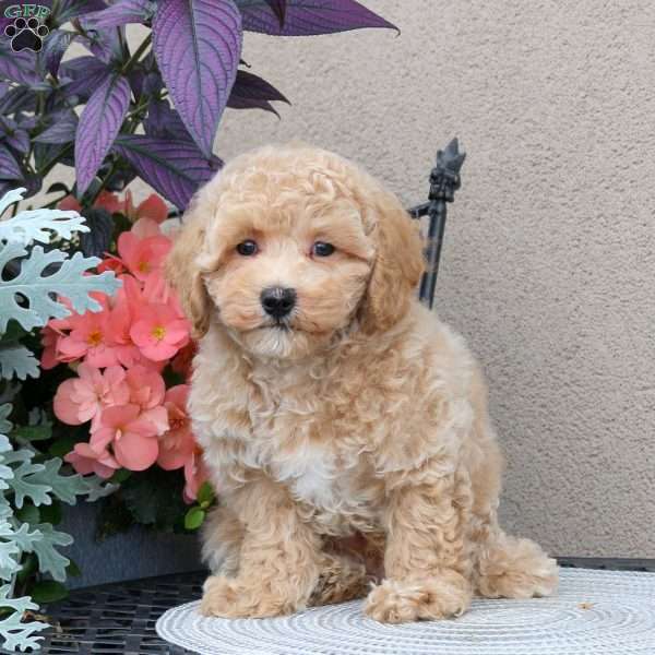 Ziggy, Bich-Poo Puppy