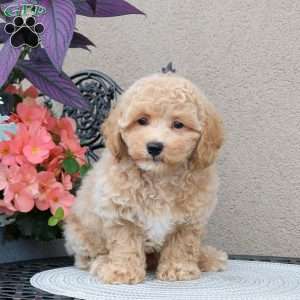 Ziggy, Bich-Poo Puppy