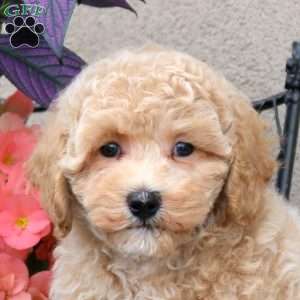 Ziggy, Bich-Poo Puppy