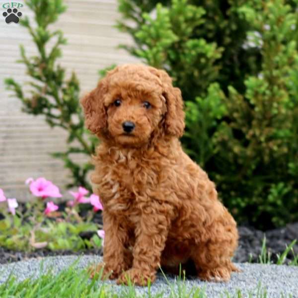 Ziggy, Miniature Poodle Puppy