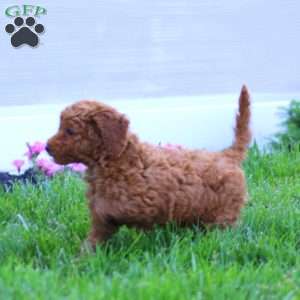 Ziggy, Miniature Poodle Puppy