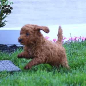 Ziggy, Miniature Poodle Puppy