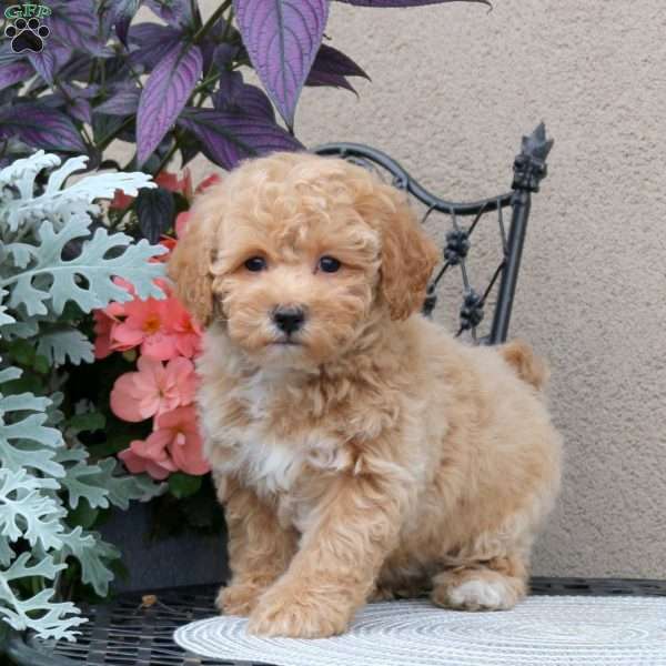 Zinnia, Bich-Poo Puppy