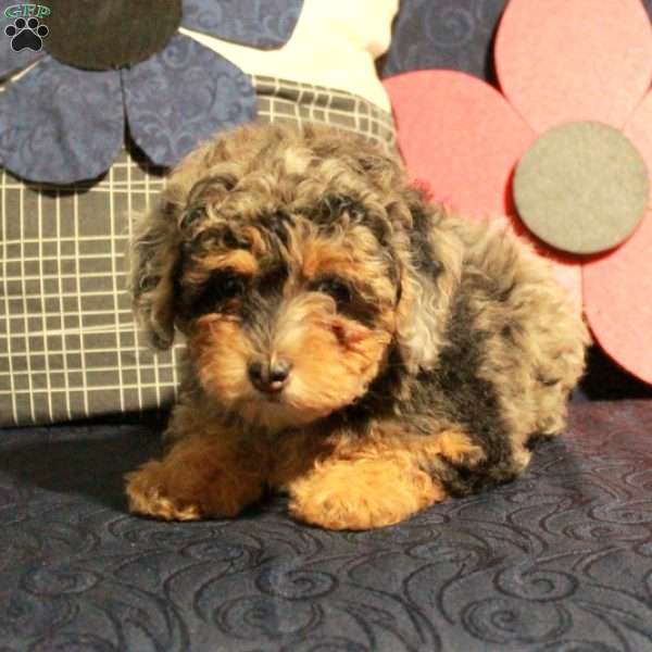 Zinnia, Miniature Poodle Puppy